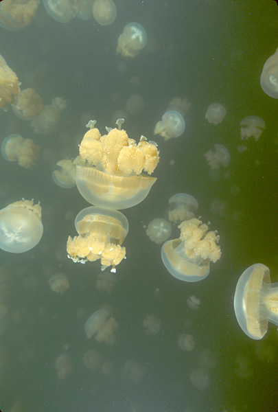 Jellyfish-Lake-Palau-Islands-Micronesia.-Photo-credit