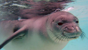 Caribbean monk seal
