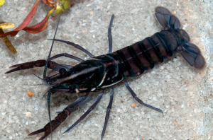 black creek crayfish
