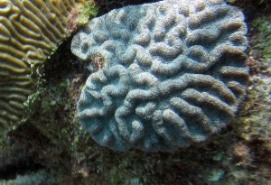 rough cactus coral