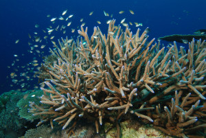 staghorncoral